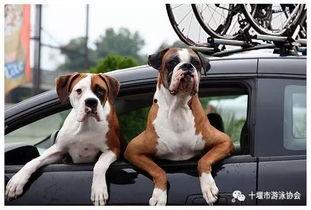 娱乐吃瓜酱骑车狗,骑行狗的趣味日常